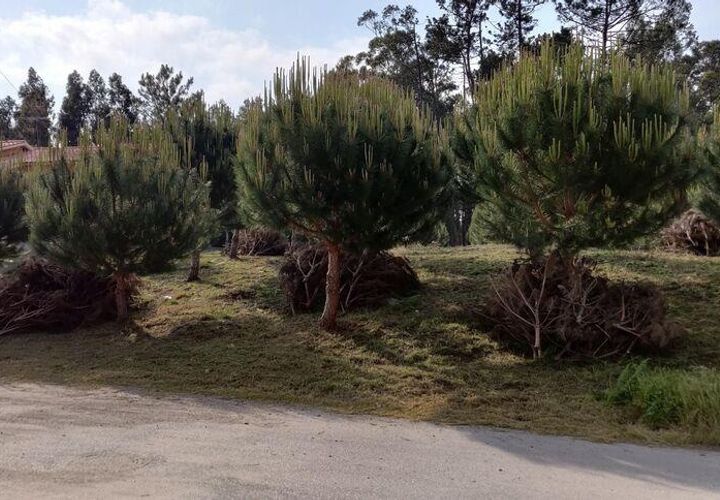 Terra a Leiria, Leiria, Leiria - € 50.000 | Ref: 763799 - foto 1