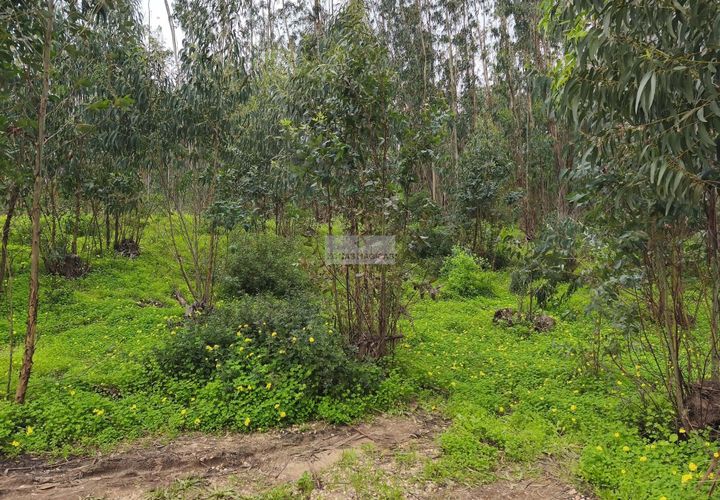 Terra a Sagres, Faro, Sagres - € 50.000 | Ref: T0437 - foto 1