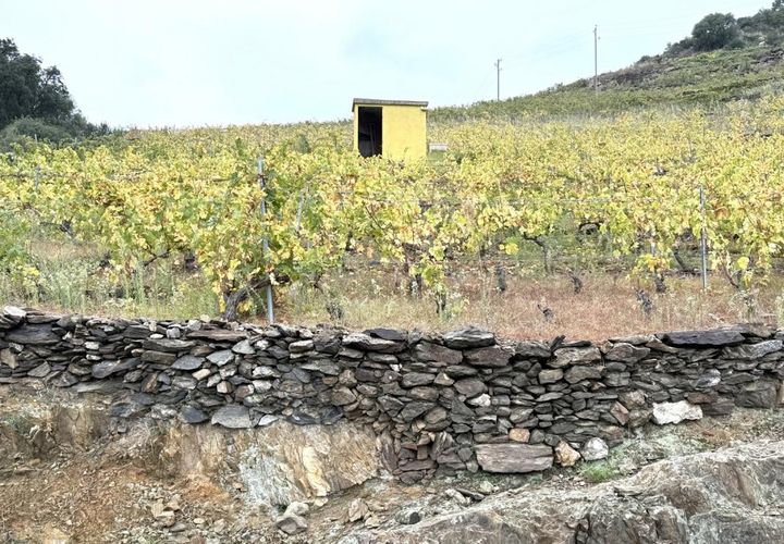 Terra a Collioure, Pyrenees-Orientales, Collioure - € 24.000 | Ref: 6893 - foto 1