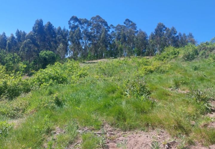 Helårsgrund i Ponte de Lima, Viana do Castelo, Ponte de Lima - € 59.000 | Ref: 5967 - foto 1