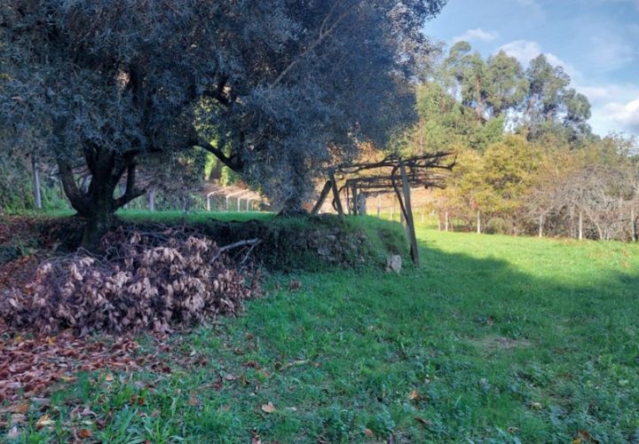 Helårsgrund i Ponte de Lima, Viana do Castelo, Ponte de Lima - € 18.500 | Ref: 5923 - foto 1