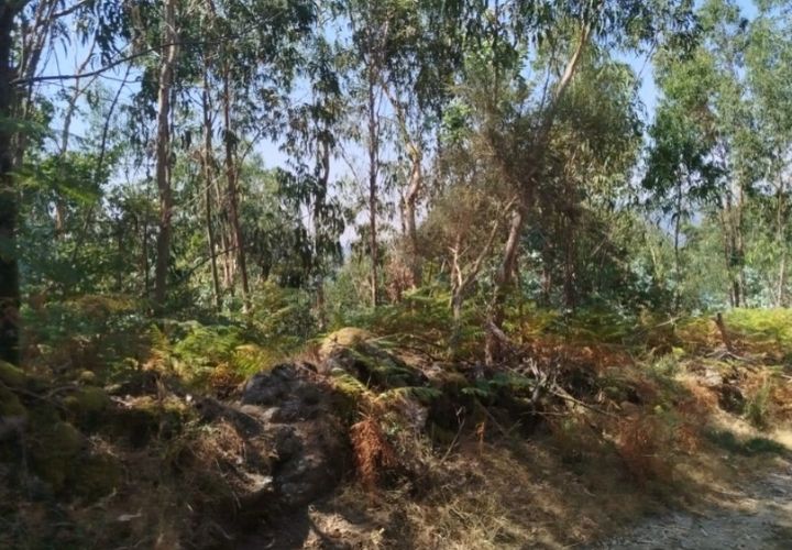 Tomt i Ponte de Lima, Viana do Castelo, Ponte de Lima - € 50 000 | Ref: 6212 - foto 1