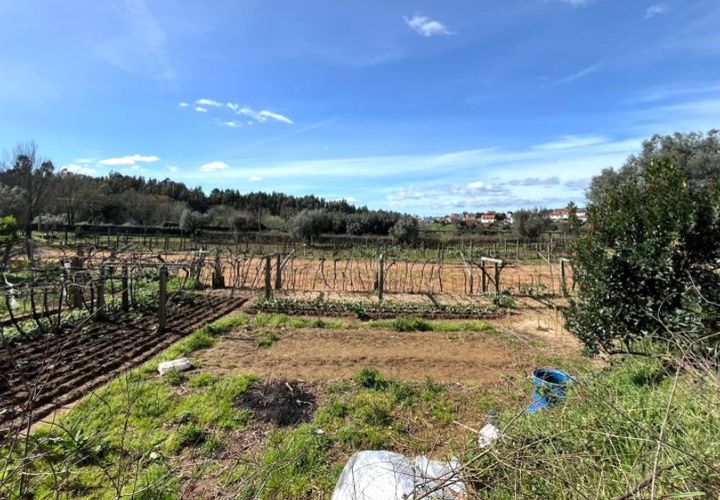 Helårsgrund i Ponte de Lima, Viana do Castelo, Ponte de Lima - € 29.500 | Ref: 5962 - foto 1