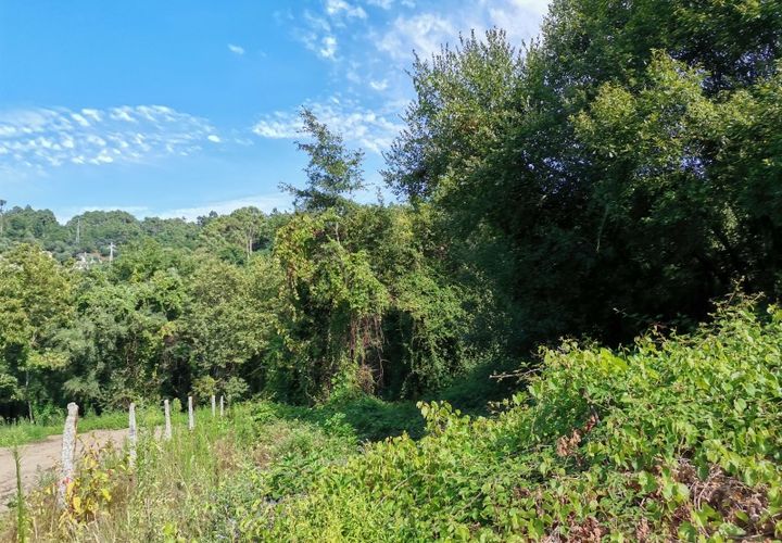 Helårsgrund i Ponte de Lima, Viana do Castelo, Ponte de Lima - € 14.000 | Ref: 5605 - foto 1