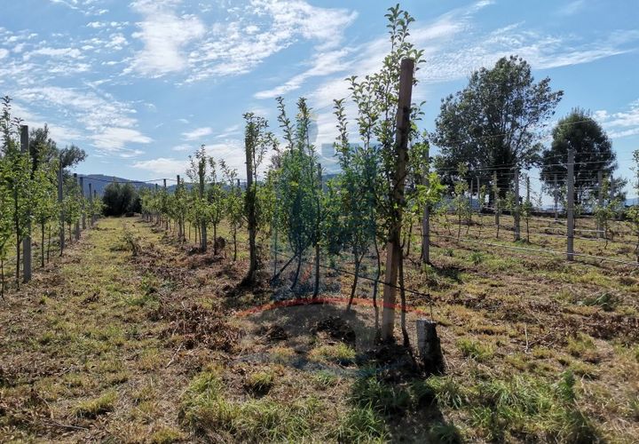 Helårsgrund i Ponte de Lima, Viana do Castelo, Ponte de Lima - € 26.000 | Ref: 5606 - foto 1