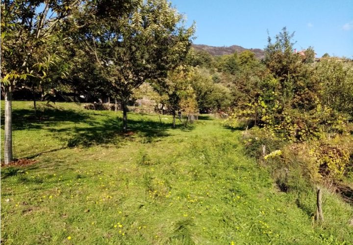 Helårsgrund i Ponte de Lima, Viana do Castelo, Ponte de Lima - € 48.000 | Ref: 5446 - foto 1