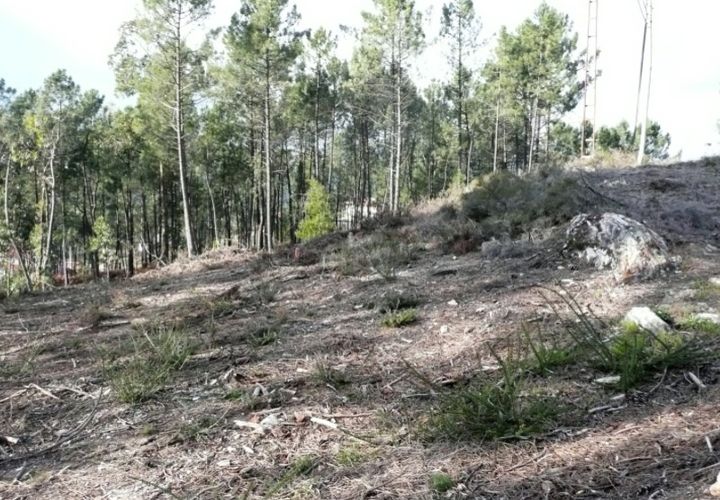 Helårsgrund i Ponte de Lima, Viana do Castelo, Ponte de Lima - € 170.000 | Ref: 4927 - foto 1