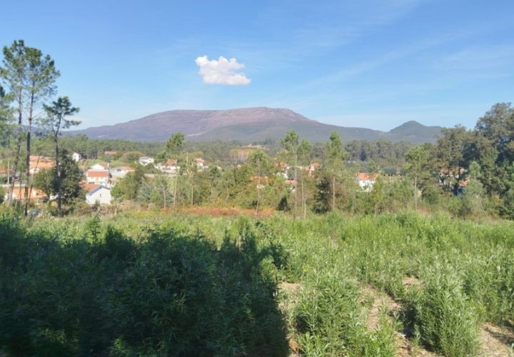 Helårsgrund i Ponte de Lima, Viana do Castelo, Ponte de Lima - € 75.000 | Ref: 6249 - foto 1