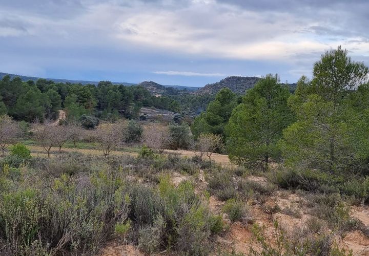 Finca i Caseres, Tarragona, Caseres - € 5 000 | Ref: C1 - foto 1