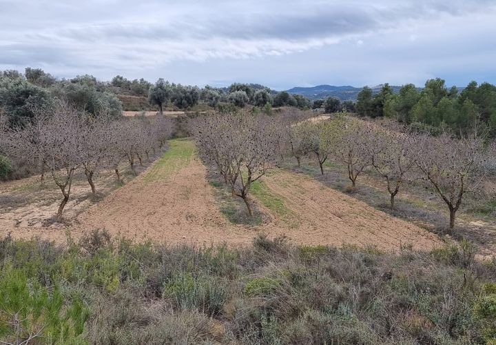 Finca i Caseres, Tarragona, Caseres - € 7.000 | Ref: C2 - foto 1