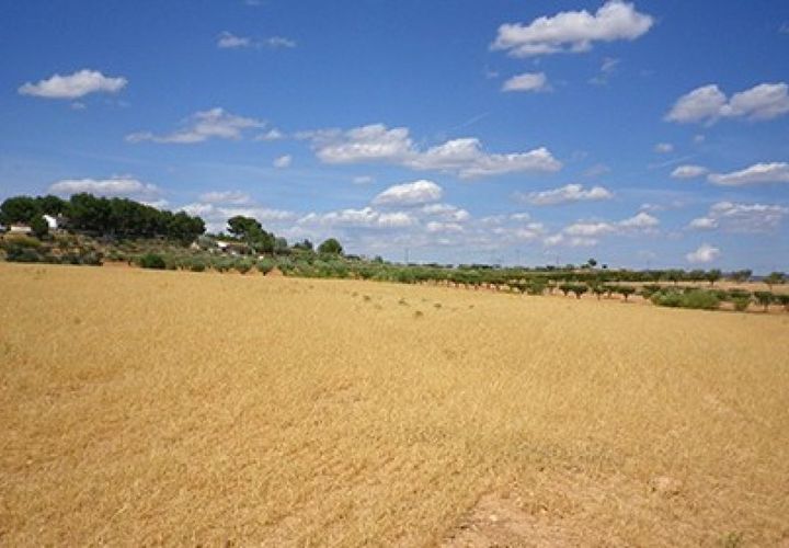 Helårsgrund i Almansa, Albacete, Almansa - € 64.000 | Ref: S-1494915 - foto 1