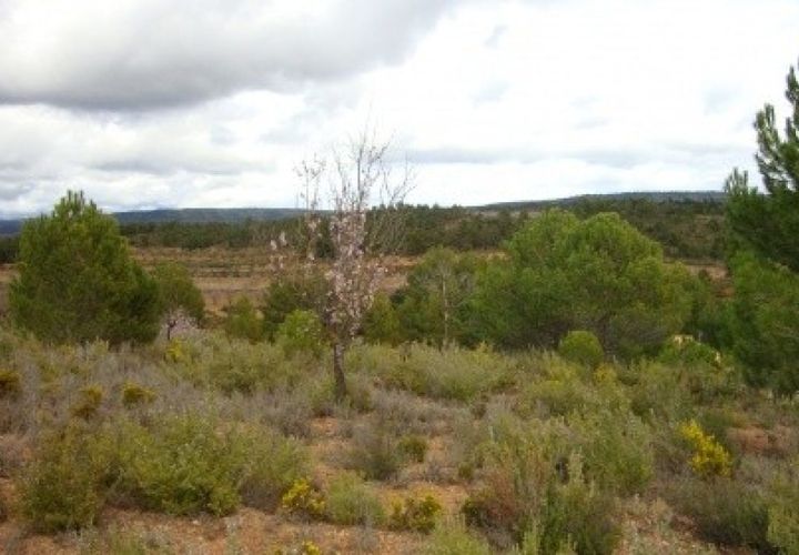 Grond in Ayora, Valencia, Ayora - € 54.000 | Ref: S-1494933 - foto 1