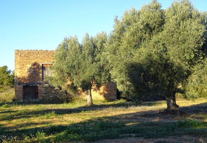 Finca i Maella, Zaragoza, Maella - € 49 000 | Ref: 1087 - foto 1