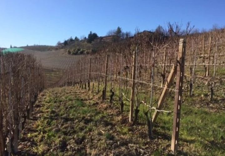 Terra a Barolo, Cuneo, Barolo - € 4.300.000 | Ref: BRL009 - foto 1
