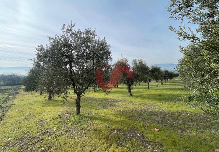Terra a Benevento, Benevento, Benevento - € 185.000 | Ref: AA39826 - foto 1