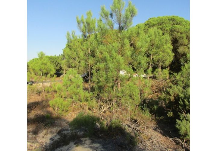 Helårsgrund i Santo Andre, Setubal, Santo Andre - € 160.000 | Ref: 11361 - foto 1