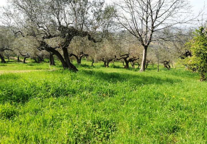 Terra a Pianella, Pescara, Pianella - € 30.000 | Ref: 1837910 - foto 1