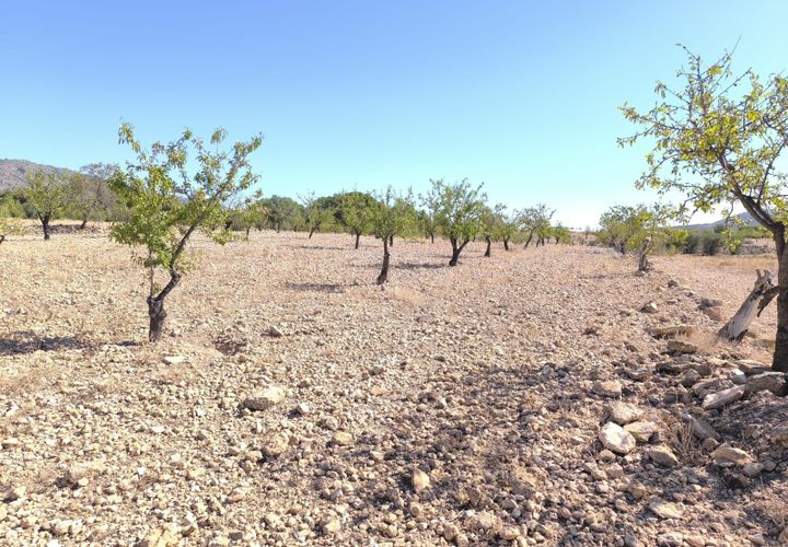 Helårsgrund i Monovar, Alicante, Monovar - € 32.990 | Ref: 70067b - foto 1
