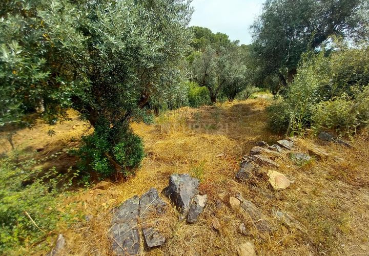 Helårsgrund i Castelo Branco, Castelo Branco, Castelo Branco - € 5.000 | Ref: C0434-01060 - foto 1