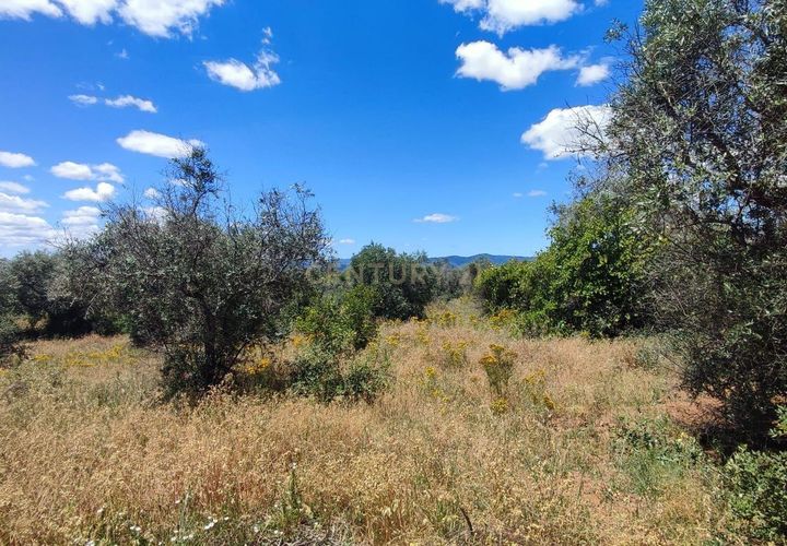 Tomt i Ninho do Acor, Castelo Branco, Ninho do Acor - € 11 950 | Ref: C0434-00168 - foto 1