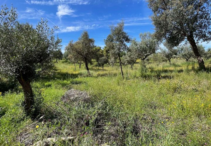 Tomt i Escalos de Cima e Lousa, Castelo Branco, Escalos de Cima e Lousa - € 41 000 | Ref: C0434-00767 - foto 1
