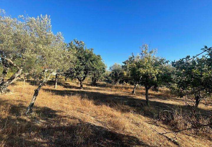 Terra a A do Bispo, Castelo Branco, A do Bispo - € 9.900 | Ref: C0434-00826 - foto 1