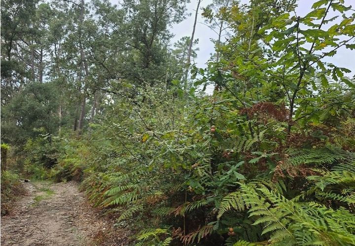 Helårsgrund i Cinfaes, Braga, Cinfaes - € 15.000 | Ref: 123331056-1132 - foto 1
