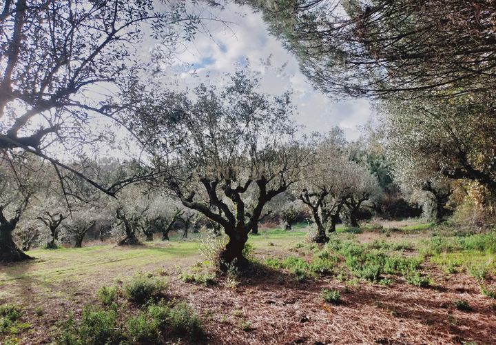 Helårsgrund i Parceiros e Azoia, Leiria, Parceiros e Azoia - € 32.000 | Ref: C0379-00639 - foto 1