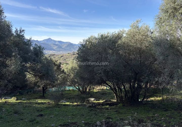 Terra a Montegrosso, Haute-Corse, Montegrosso - € 556.000 | Ref: 2295 - foto 1