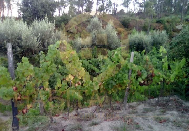 Helårsgrund i Viseu, Viseu, Viseu - € 55.000 | Ref: 2485 - foto 1