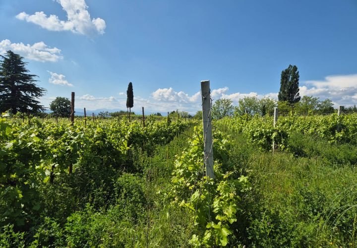 Helårsgrund i Lazise, Verona, Lazise - € 65.000 | Ref: 244 - foto 1