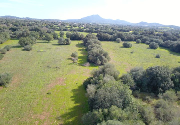 Terra a Felanitx, Mallorca, Felanitx - € 195.000 | Ref: V734 - foto 1