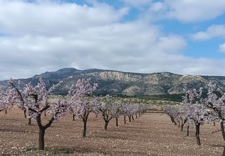 Helårsgrund i Jumilla, Murcia, Jumilla - € 23.000 | Ref: 41084-PB - foto 1