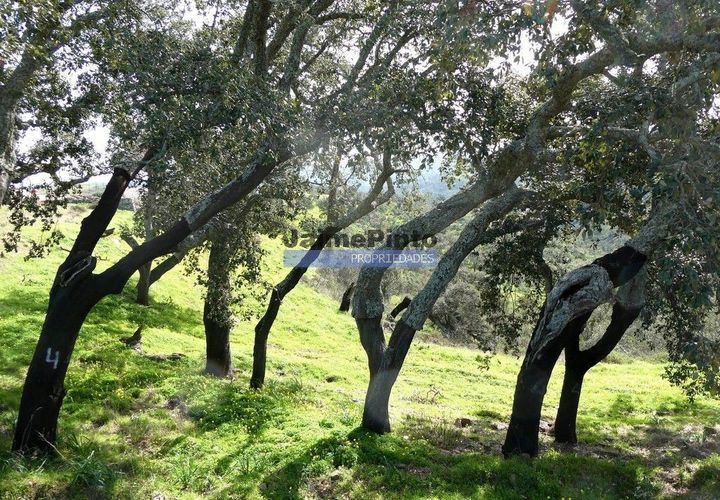 Terra a Almodovar, Beja, Almodovar - € 620.000 | Ref: 9970_T - foto 1