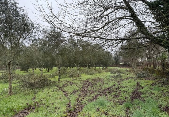 Terra a Carregal do Sal, Viseu, Carregal do Sal - € 50.000 | Ref: SALI0271 - foto 1