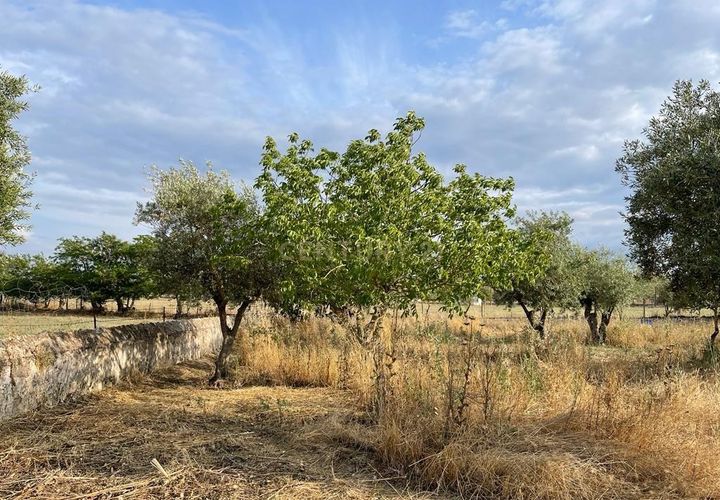 Helårsgrund i Santa Eulalia, Portalegre, Santa Eulalia - € 98.000 | Ref: C0440-00901 - foto 1