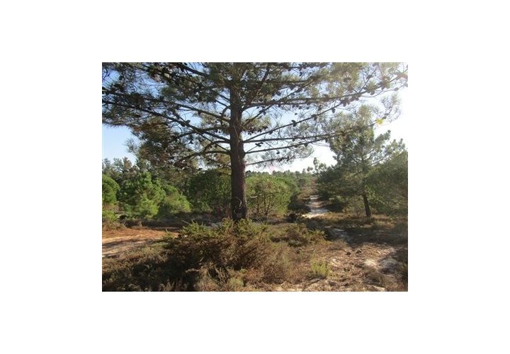Helårsgrund i Santo Andre, Setubal, Santo Andre - € 299.000 | Ref: 10401 - foto 1