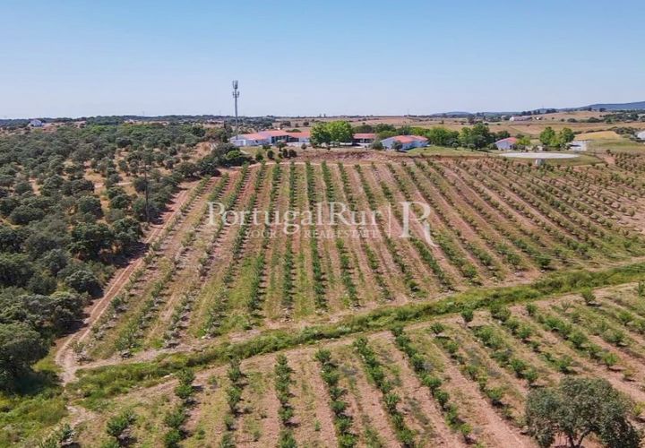 Terra a Estremoz, Evora, Estremoz - € 220.000 | Ref: FG212 - foto 1