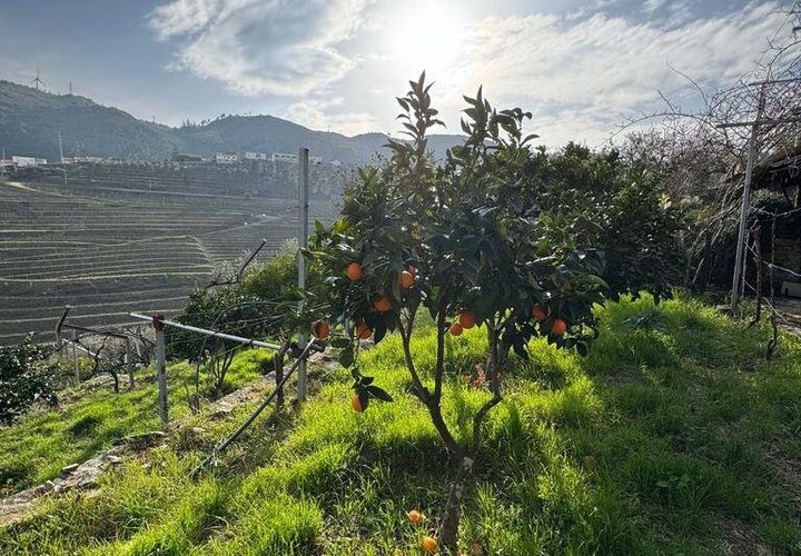 Helårsgrund i Tabuaco, Viseu, Tabuaco - € 43.000 | Ref: 830892 - foto 1