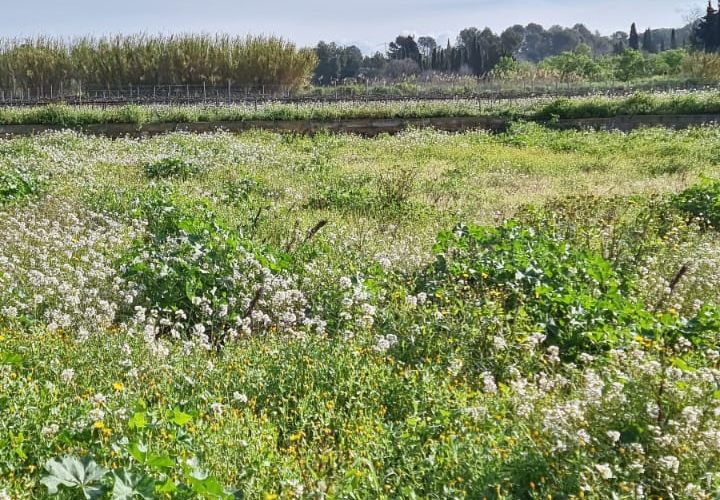 Finca i Ginestar, Tarragona, Ginestar - € 16.000 | Ref: Gh - foto 1