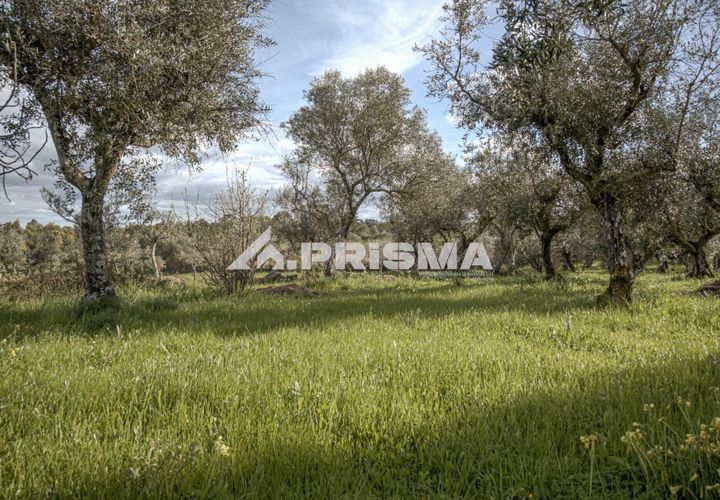 Helårsgrund i Castelo Branco, Castelo Branco, Castelo Branco - € 21.500 | Ref: PP4723 - foto 1