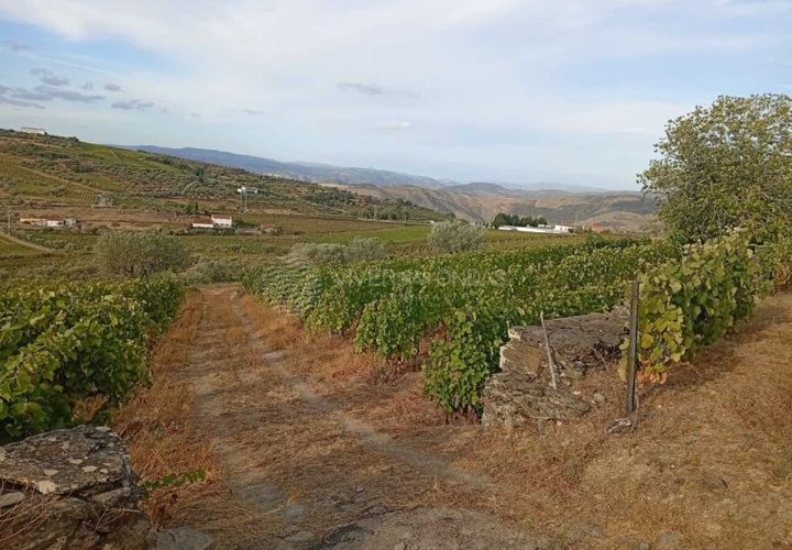 Farm i Tabuaco, Viseu, Tabuaco - € 290.000 | Ref: MF-FRD - foto 1