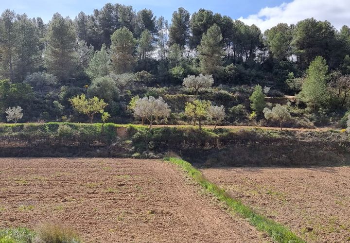 Finca i Caseres, Tarragona, Caseres - € 6 000 | Ref: Ca1 - foto 1