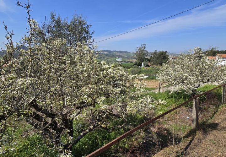 Helårsgrund i Mafra, Lisbon, Mafra - € 63.000 | Ref: 421521165 - foto 1