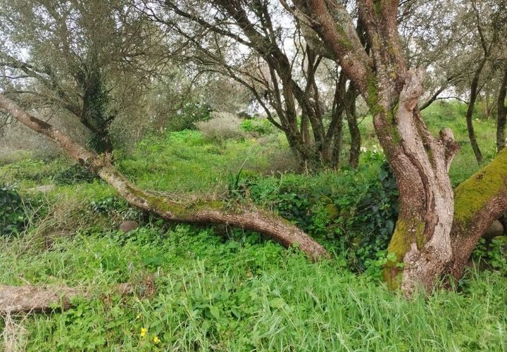 Helårsgrund i Sintra, Lisbon, Sintra - € 60.000 | Ref: T-30466 - foto 1