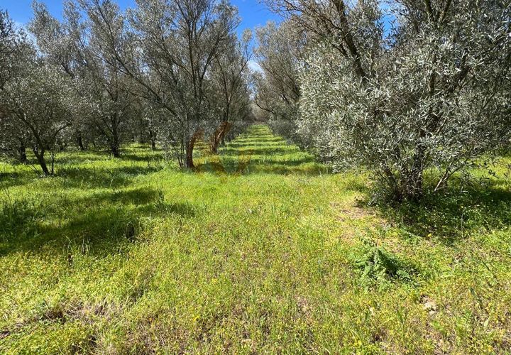 Terra a Sassari, Sassari, Sassari - € 12.000 | Ref: 13965 - foto 1