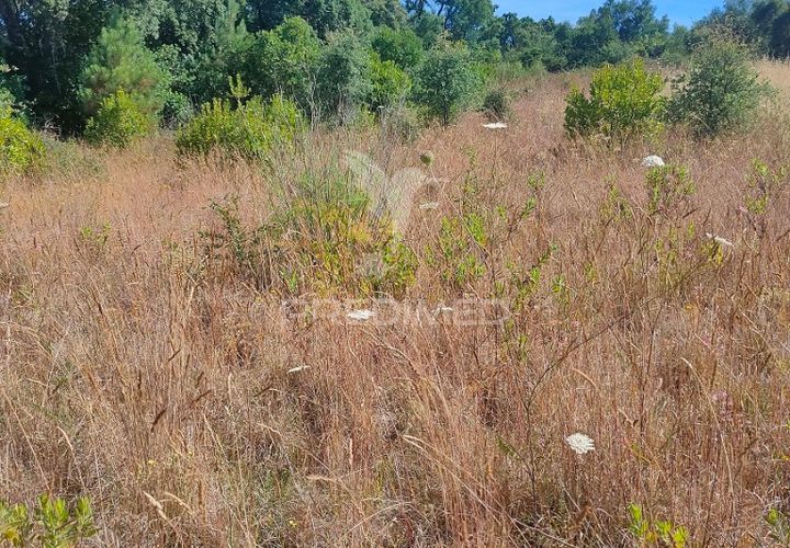 Helårsgrund i Tomar, Santarem, Tomar - € 5.000 | Ref: 046197 - foto 1