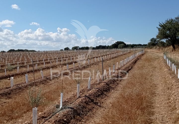 Farm hus i Sousel, Portalegre, Sousel - € 159.000 | Ref: 055495 - foto 1