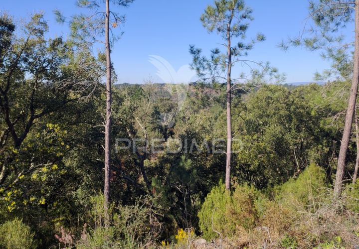 Terra a Constancia, Santarem, Constancia - € 13.500 | Ref: 058520 - foto 1