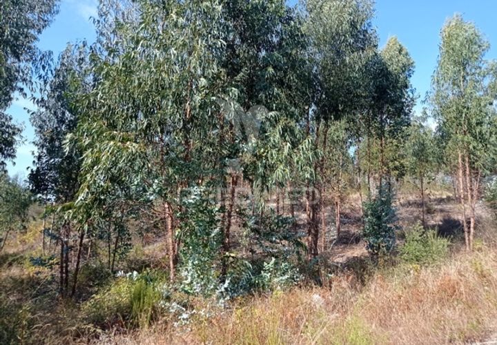 Terra a Gaviao, Portalegre, Gaviao - € 90.000 | Ref: 046553 - foto 1